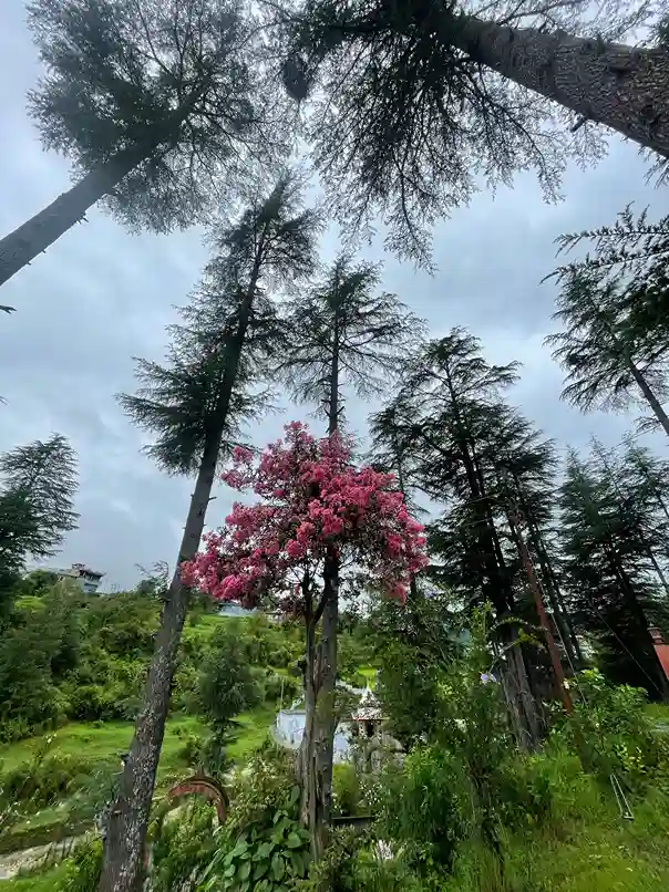 674b4d77e9b5e Pink Tree